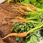 Feelgood Vegan Homestay
