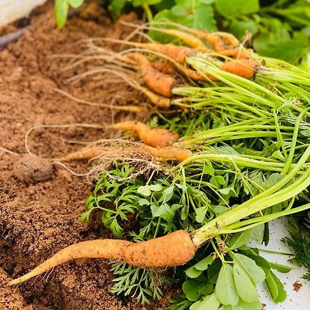 Feelgood Vegan Homestay