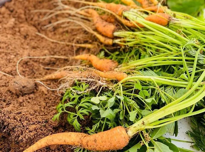 Feelgood Vegan Homestay