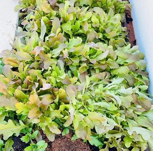 Feelgood Vegan Homestay Habitación en casa particular